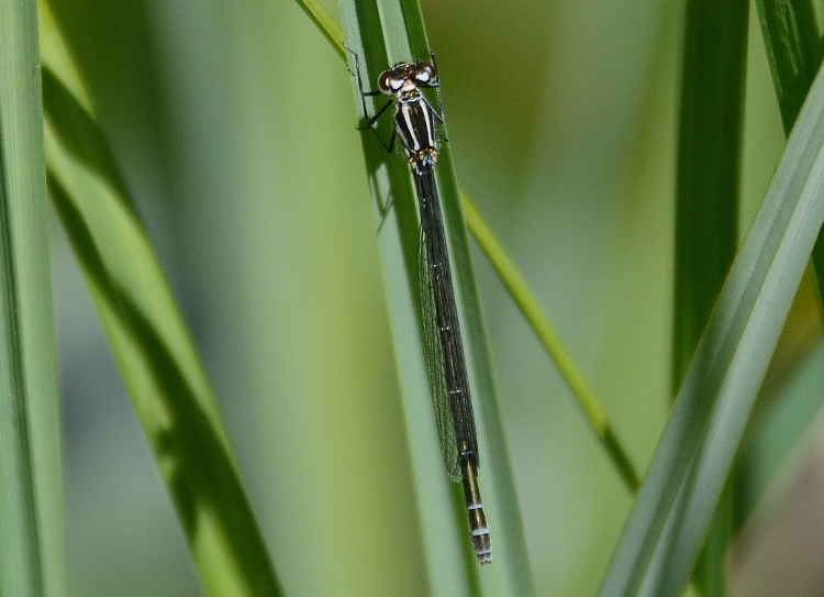 Coenagrion puella ?